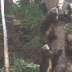 A wolverine family spotted by a camera trap stationed in Mount Rainier National Park.